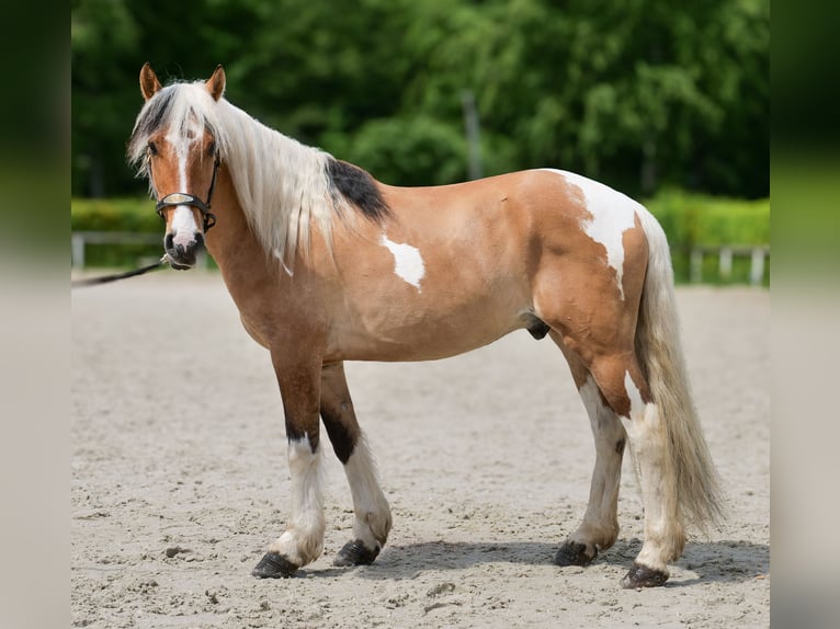 Plus de poneys/petits chevaux Hongre 8 Ans 140 cm Pinto in Neustadt (Wied)