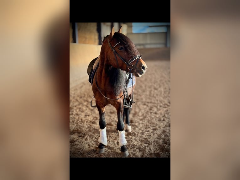 Plus de poneys/petits chevaux Hongre 8 Ans 141 cm Bai in BexbachBexbach