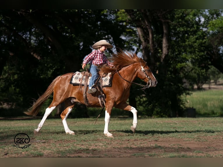 Plus de poneys/petits chevaux Hongre 8 Ans 142 cm Pinto in Canyon