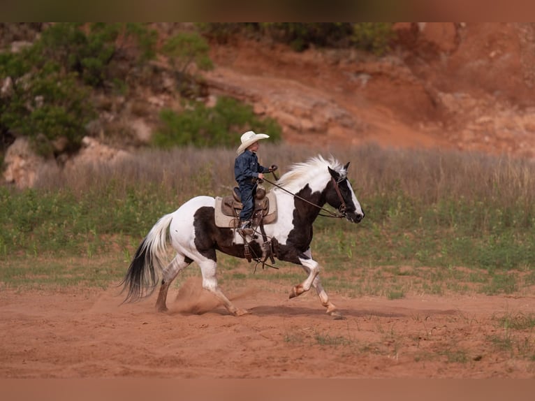 Plus de poneys/petits chevaux Hongre 8 Ans 142 cm Pinto in Canyon