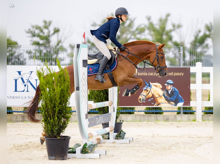 Plus de poneys/petits chevaux Hongre 8 Ans 148 cm Alezan in Ko&#x15B;cino 1C