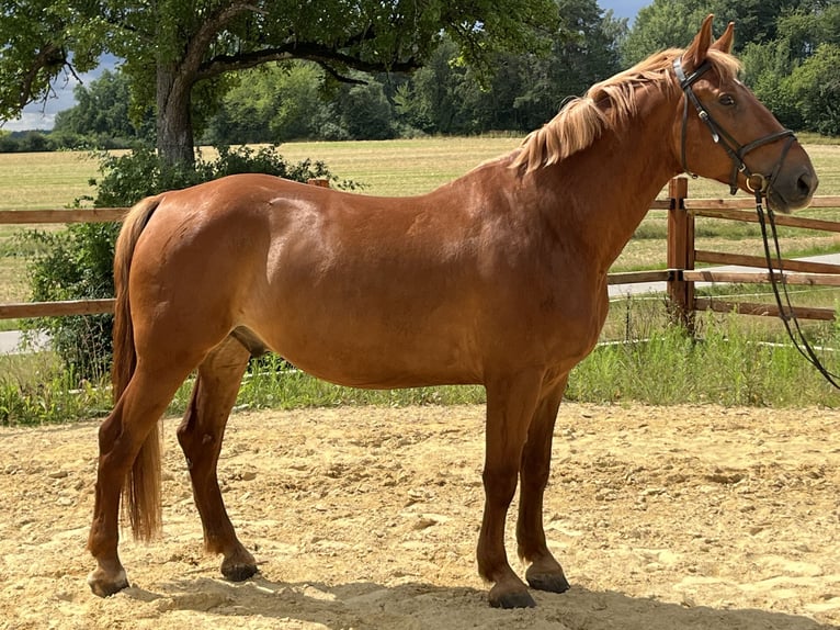Plus de poneys/petits chevaux Hongre 8 Ans 155 cm Alezan in Ursensollen