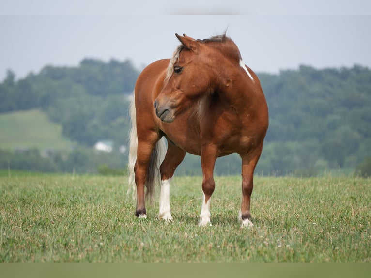 Plus de poneys/petits chevaux Hongre 8 Ans 86 cm Pinto in Fresno