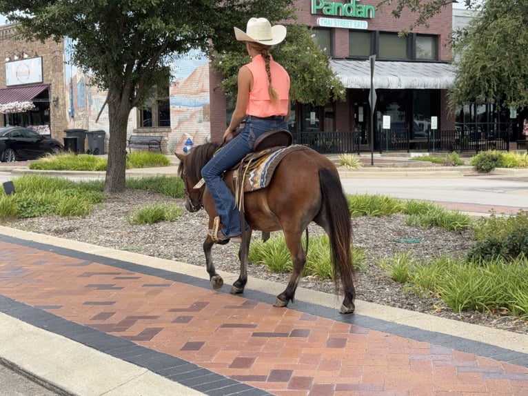 Plus de poneys/petits chevaux Hongre 8 Ans 97 cm Bai cerise in Cleburne