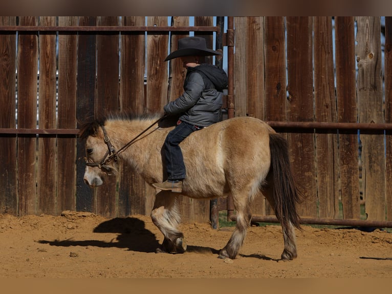 Plus de poneys/petits chevaux Hongre 8 Ans 98 cm Buckskin in Joshua