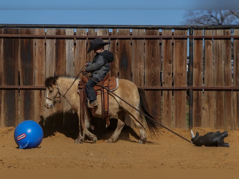 Plus de poneys/petits chevaux Hongre 8 Ans 98 cm Buckskin in Joshua