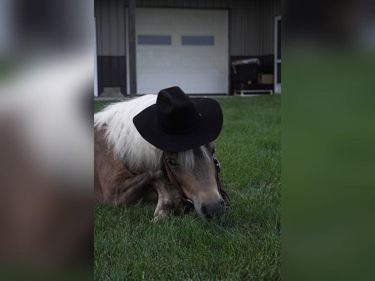Plus de poneys/petits chevaux Hongre 8 Ans 99 cm Buckskin in Fredericksburg