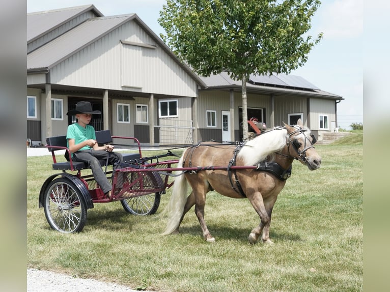 Plus de poneys/petits chevaux Hongre 8 Ans 99 cm Buckskin in Fredericksburg