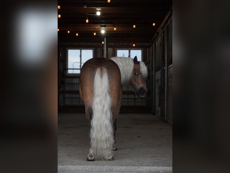 Plus de poneys/petits chevaux Hongre 8 Ans 99 cm Buckskin in Fredericksburg