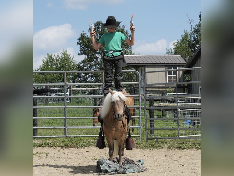 Plus de poneys/petits chevaux Hongre 8 Ans 99 cm Buckskin in Fredericksburg