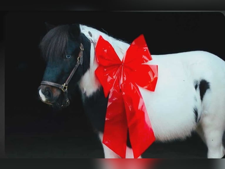 Plus de poneys/petits chevaux Hongre 8 Ans 99 cm Pinto in Henderson