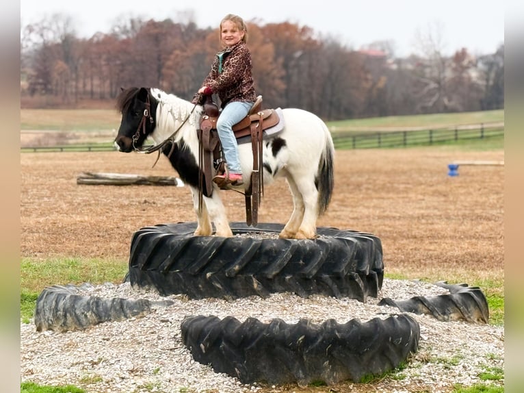 Plus de poneys/petits chevaux Hongre 8 Ans 99 cm Pinto in Henderson