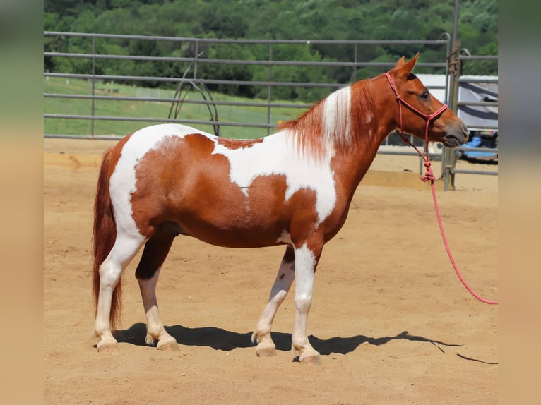 Plus de poneys/petits chevaux Hongre 9 Ans 102 cm Pinto in Dundee