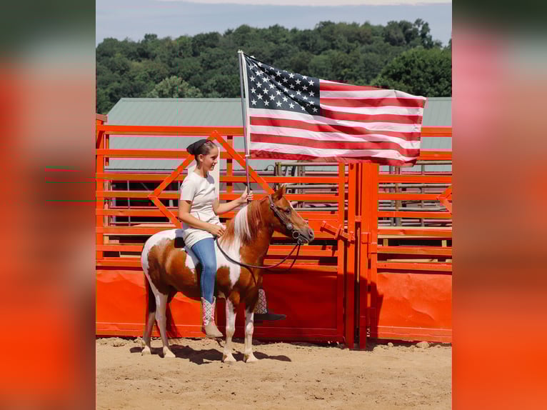 Plus de poneys/petits chevaux Hongre 9 Ans 102 cm Pinto in Dundee