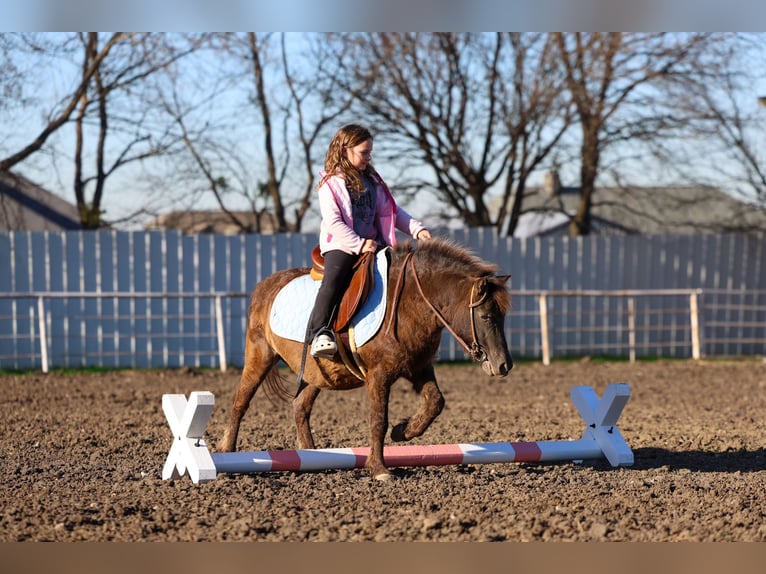 Plus de poneys/petits chevaux Hongre 9 Ans 107 cm Bai cerise in Forney
