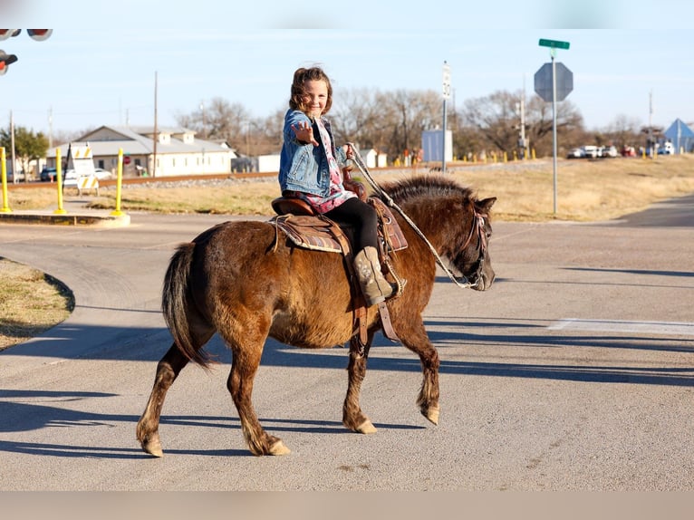 Plus de poneys/petits chevaux Hongre 9 Ans 107 cm Bai cerise in Forney