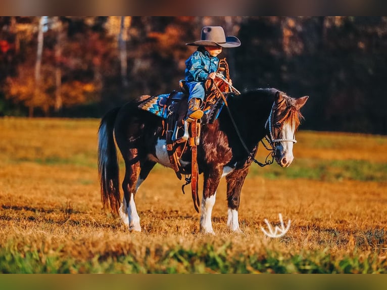 Plus de poneys/petits chevaux Hongre 9 Ans 107 cm Pinto in Lyles
