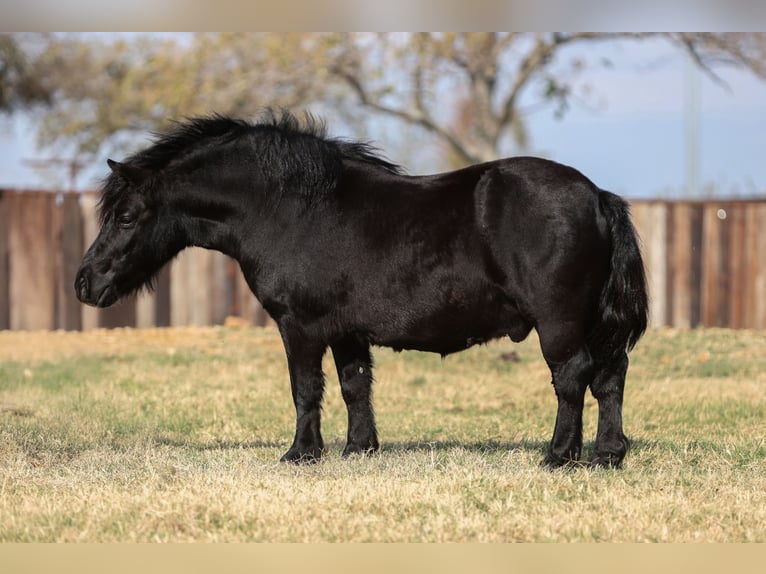 Plus de poneys/petits chevaux Hongre 9 Ans 109 cm Noir in Cleburne