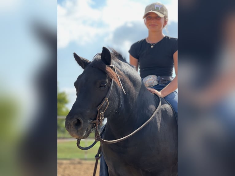 Plus de poneys/petits chevaux Hongre 9 Ans 109 cm Noir in Cleburne