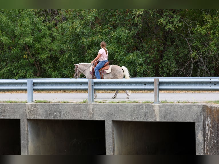 Plus de poneys/petits chevaux Hongre 9 Ans 112 cm Bai cerise in Terrell