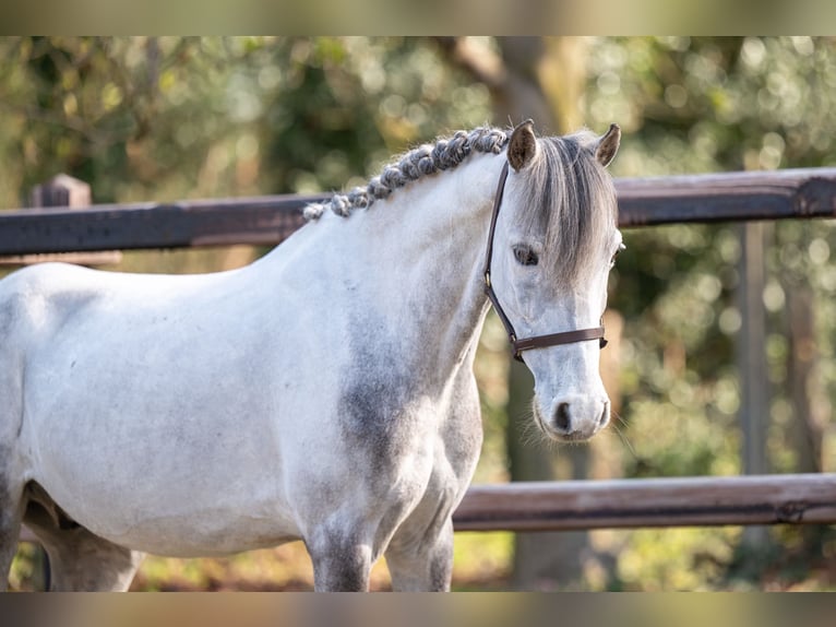 Plus de poneys/petits chevaux Hongre 9 Ans 118 cm  in GROTE-BROGEL