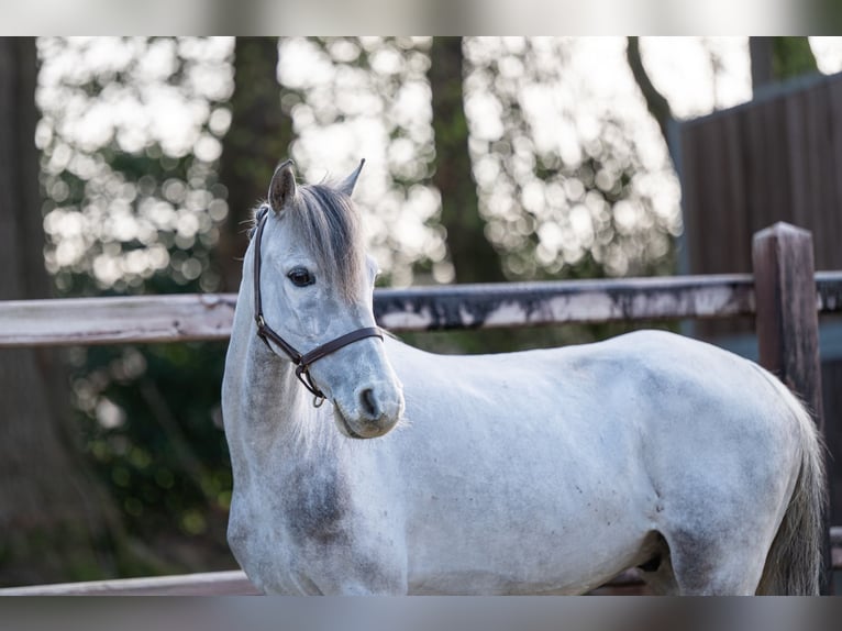 Plus de poneys/petits chevaux Hongre 9 Ans 118 cm  in GROTE-BROGEL