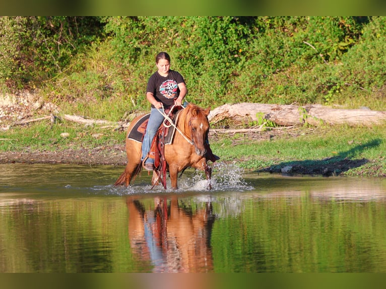 Plus de poneys/petits chevaux Hongre 9 Ans 119 cm Alezan dun in Forney