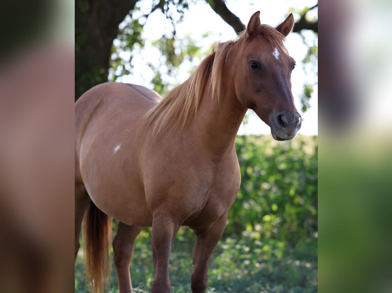 Plus de poneys/petits chevaux Hongre 9 Ans 119 cm Alezan dun in Forney