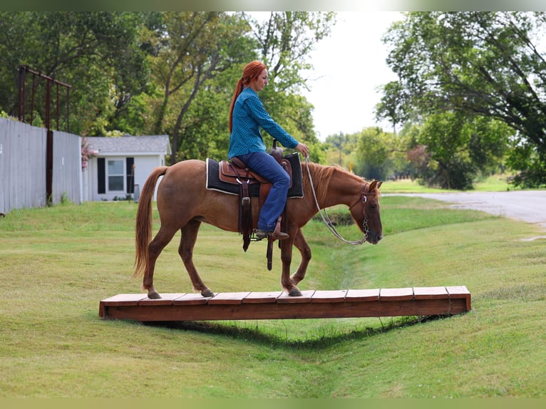 Plus de poneys/petits chevaux Hongre 9 Ans 119 cm Alezan dun in Forney