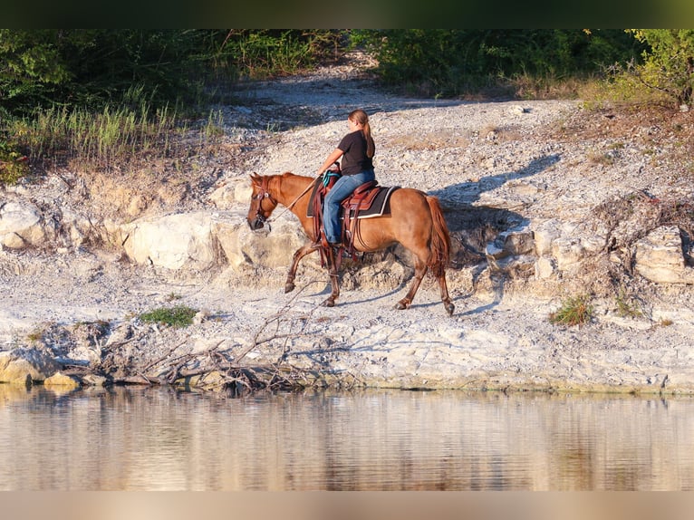 Plus de poneys/petits chevaux Hongre 9 Ans 119 cm Alezan dun in Forney
