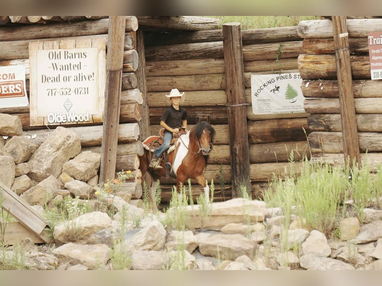 Plus de poneys/petits chevaux Hongre 9 Ans 122 cm Pinto in Fresno