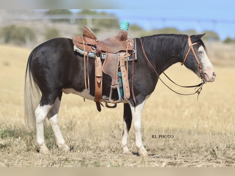 Plus de poneys/petits chevaux Hongre 9 Ans 124 cm Pinto in Hamer