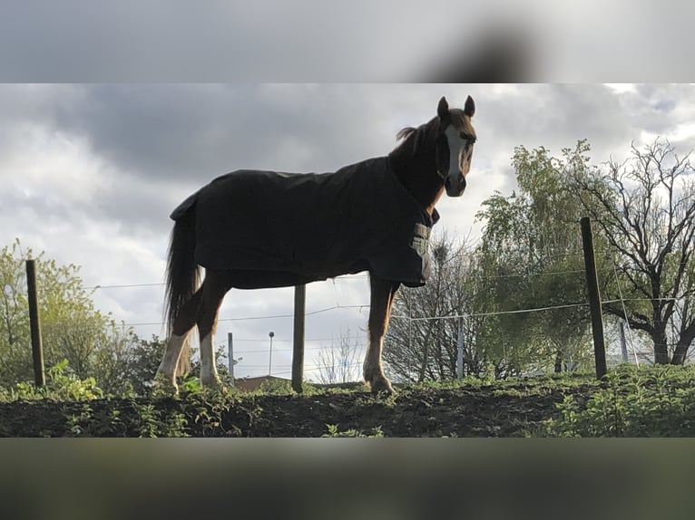Plus de poneys/petits chevaux Hongre 9 Ans 129 cm Alezan in Orejo