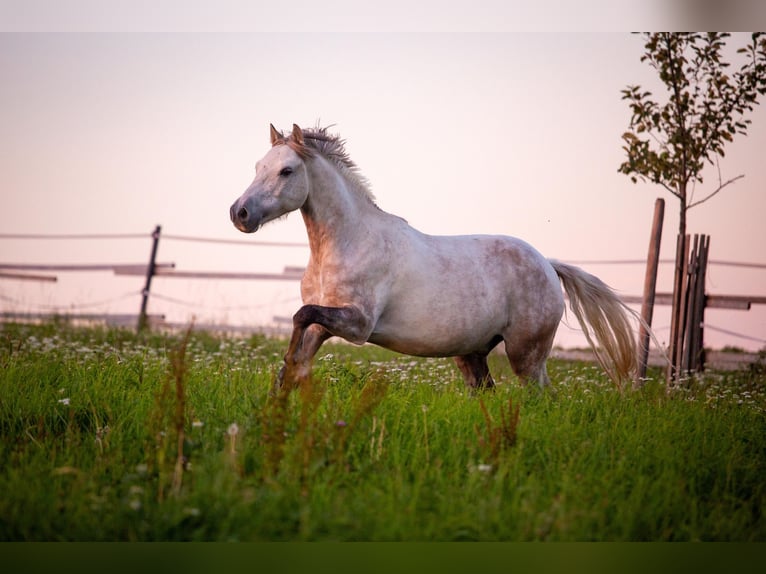 Plus de poneys/petits chevaux Croisé Hongre 9 Ans 130 cm Gris pommelé in Kilb