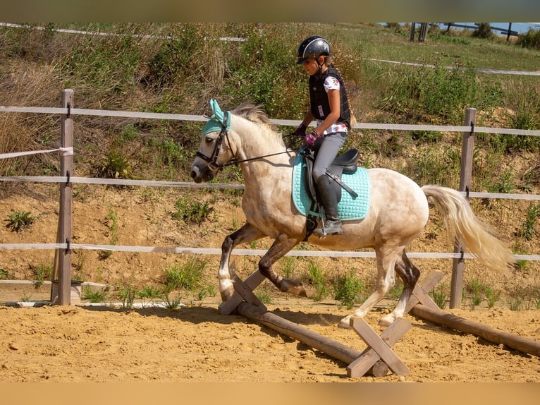 Plus de poneys/petits chevaux Croisé Hongre 9 Ans 130 cm Gris pommelé in Kilb