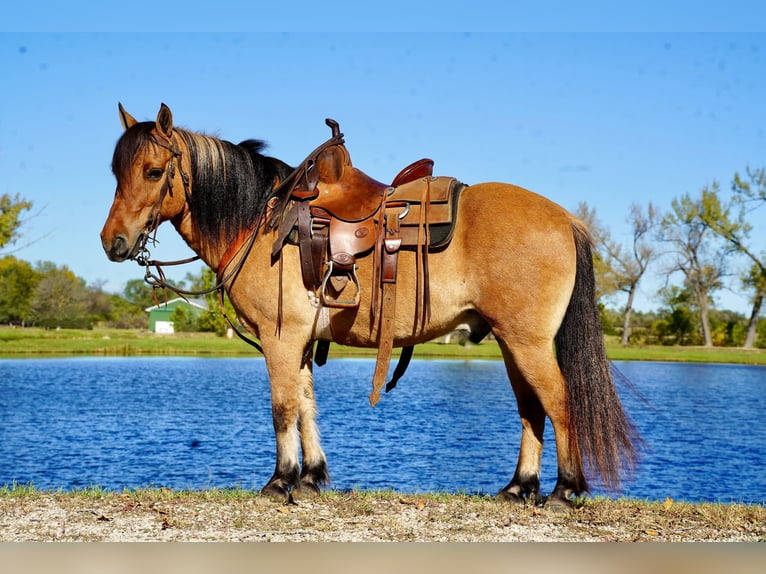 Plus de poneys/petits chevaux Hongre 9 Ans 130 cm Isabelle in Corsica