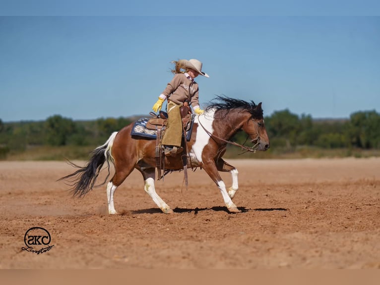 Plus de poneys/petits chevaux Hongre 9 Ans 132 cm Pinto in Canyon