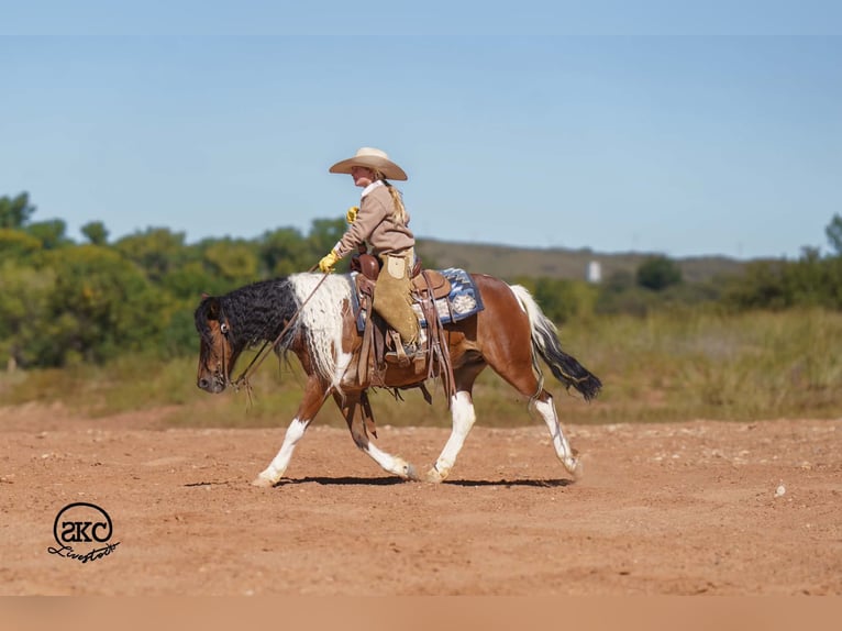 Plus de poneys/petits chevaux Hongre 9 Ans 132 cm Pinto in Canyon