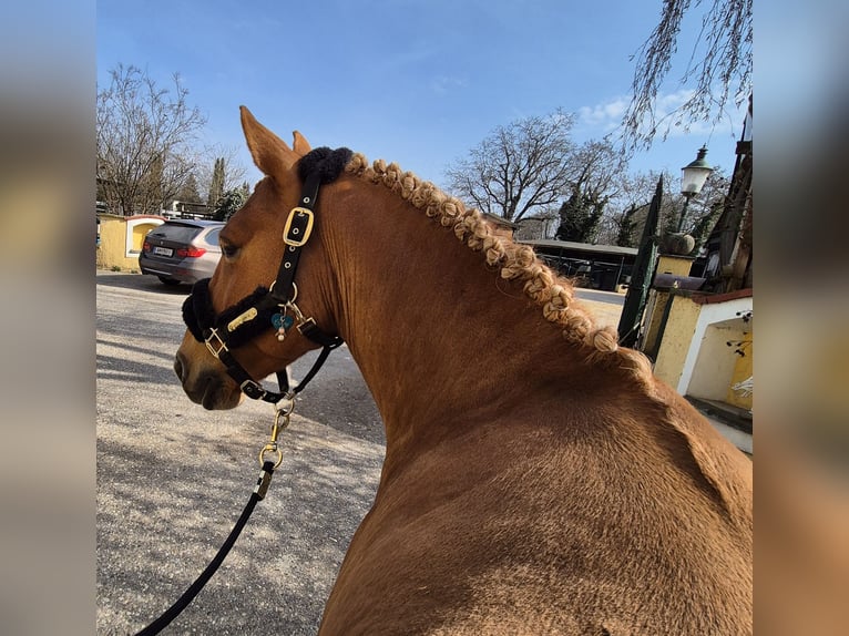Plus de poneys/petits chevaux Hongre 9 Ans 135 cm Alezan in Enns