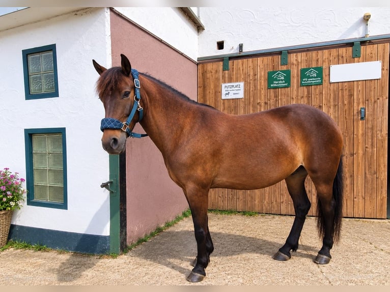 Plus de poneys/petits chevaux Croisé Hongre 9 Ans 135 cm Bai in Wuppertal