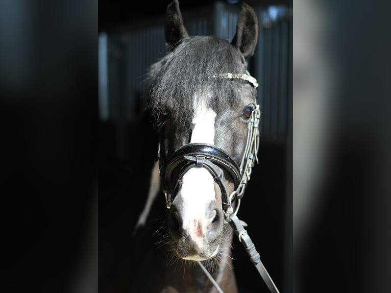 Plus de poneys/petits chevaux Hongre 9 Ans 135 cm Pinto in Geilenkirchen