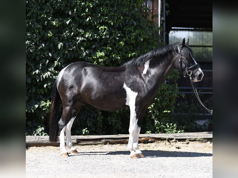 Plus de poneys/petits chevaux Hongre 9 Ans 135 cm Pinto in Geilenkirchen