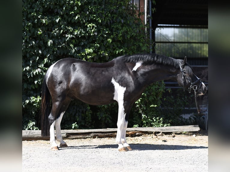 Plus de poneys/petits chevaux Hongre 9 Ans 135 cm Pinto in Geilenkirchen