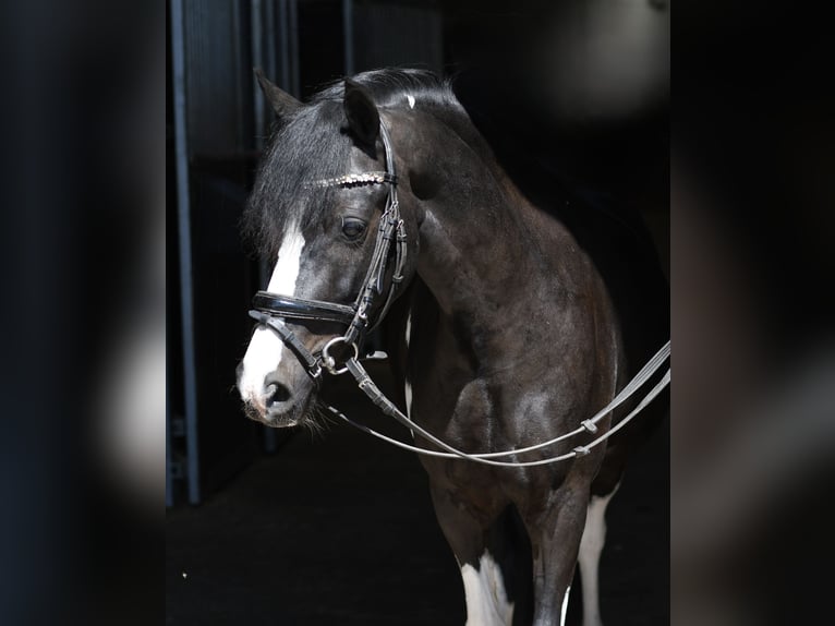 Plus de poneys/petits chevaux Hongre 9 Ans 135 cm Pinto in Geilenkirchen