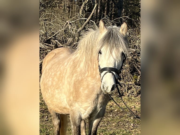Plus de poneys/petits chevaux Hongre 9 Ans 136 cm Champagne in Ursensollen