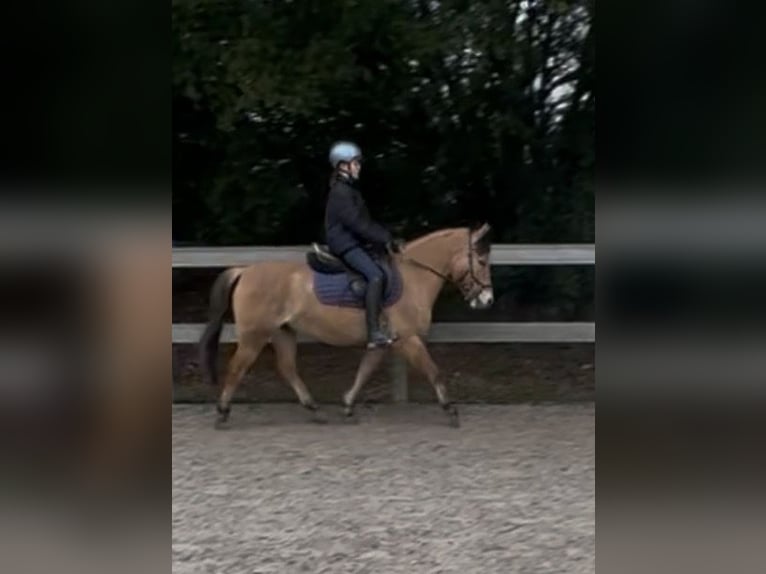 Plus de poneys/petits chevaux Hongre 9 Ans 137 cm Isabelle in Sensenbach