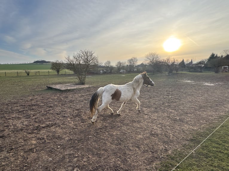 Plus de poneys/petits chevaux Croisé Hongre 9 Ans 138 cm Pinto in Kaltohmfeld