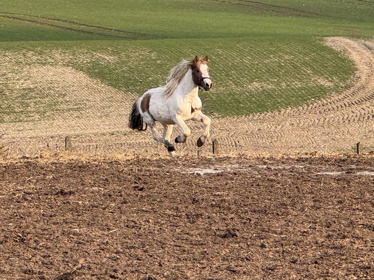 Plus de poneys/petits chevaux Croisé Hongre 9 Ans 138 cm Pinto in Kaltohmfeld
