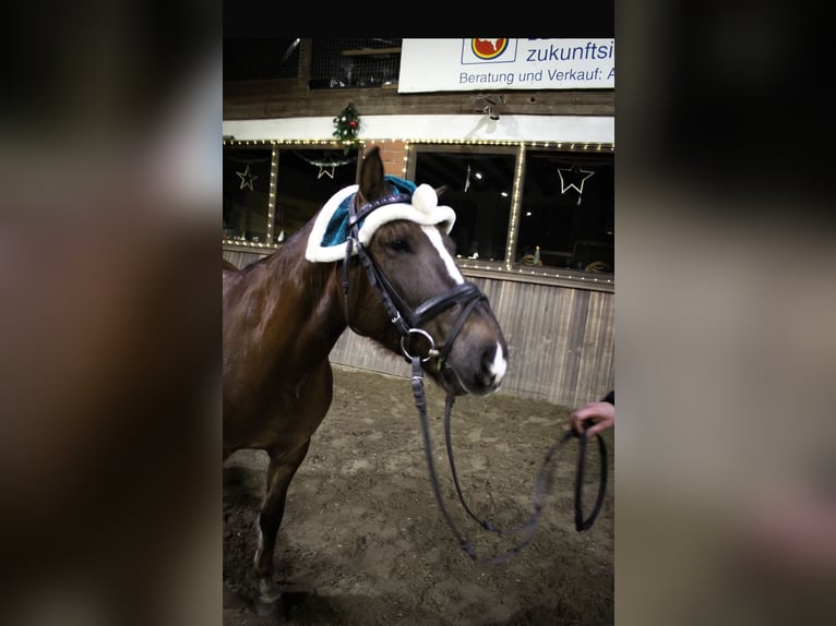 Plus de poneys/petits chevaux Hongre 9 Ans 140 cm Alezan brûlé in Rheine