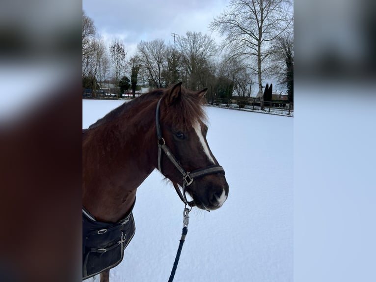 Plus de poneys/petits chevaux Hongre 9 Ans 140 cm Alezan brûlé in Rheine